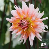 Okapi Sunset Dahlia Knöl