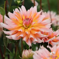 Okapi Sunset Dahlia Knöl