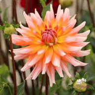 Okapi Sunset Dahlia Knöl