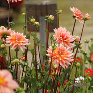 Okapi Sunset Dahlia Knöl