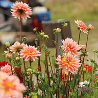 Okapi Sunset Dahlia Knöl