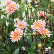 Okapi Sunset Dahlia Knöl