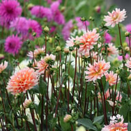 Okapi Sunset Dahlia Knöl