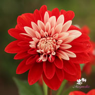 Olga's Light Dahlia Tuber