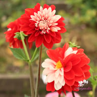 Olga's Light Dahlia Tuber