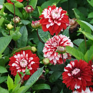 Olga's Light Dahlia Tuber
