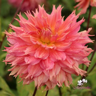 Omega Dahlia Tuber