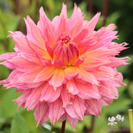 Omega Dahlia Tuber