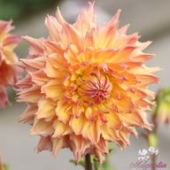 Omega Dahlia Tuber
