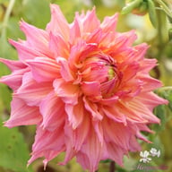 Omega Dahlia Tuber