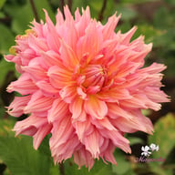 Omega Dahlia Tuber