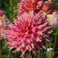 Omega Dahlia Tuber