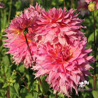 Omega Dahlia Tuber