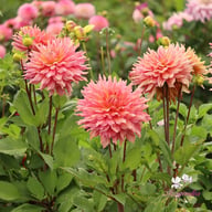 Omega Dahlia Tuber
