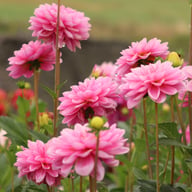 Onesta Dahlia Knöl