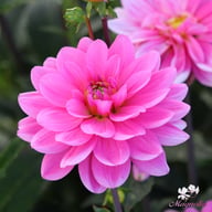 Onesta Dahlia Knöl