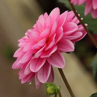 Onesta Dahlia Knöl