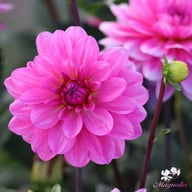 Onesta Dahlia Knöl