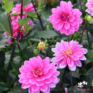 Onesta Dahlia Knöl