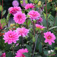 Onesta Dahlia Knöl