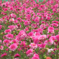 Onesta Dahlia Knöl