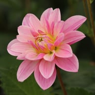 Onesta Dahlia Knöl