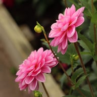 Onesta Dahlia Knöl