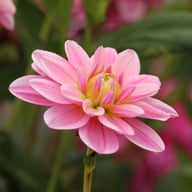 Onesta Dahlia Knöl