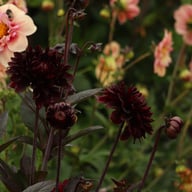 Onyx Idylle Dahlia Knöl