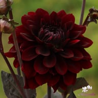 Onyx Idylle Dahlia Tuber