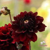 Onyx Idylle Dahlia Tuber