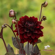 Onyx Idylle Dahlia Tuber