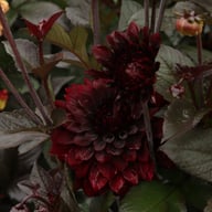 Onyx Idylle Dahlia Knöl