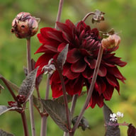 Onyx Idylle Dahlia Tuber