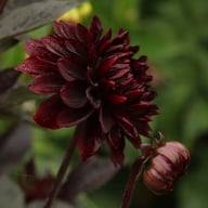 Onyx Idylle Dahlia Knöl