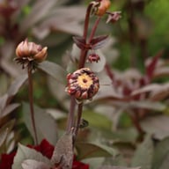 Onyx Idylle Dahlia Tuber