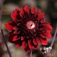 Onyx Idylle Dahlia Tuber