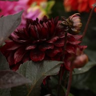 Onyx Idylle Dahlia Knöl