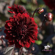 Onyx Idylle Dahlia Tuber