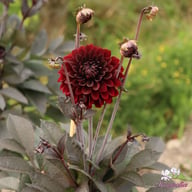 Onyx Idylle Dahlia Tuber