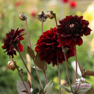 Onyx Idylle Dahlia Tuber
