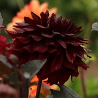 Onyx Idylle Dahlia Knöl