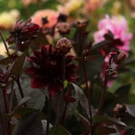 Onyx Idylle Dahlia Knöl