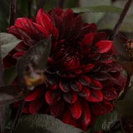 Onyx Idylle Dahlia Knöl