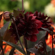 Onyx Idylle Dahlia Knöl