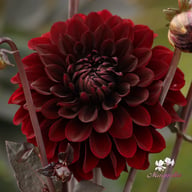 Onyx Idylle Dahlia Tuber