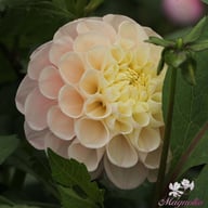 Opal Dahlia Knöl