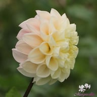 Opal Dahlia Knöl