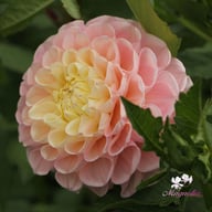 Opal Dahlia Knöl