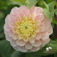 Opal Dahlia Knöl